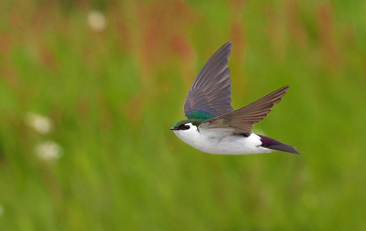Violet-green Swallow - ML617020820