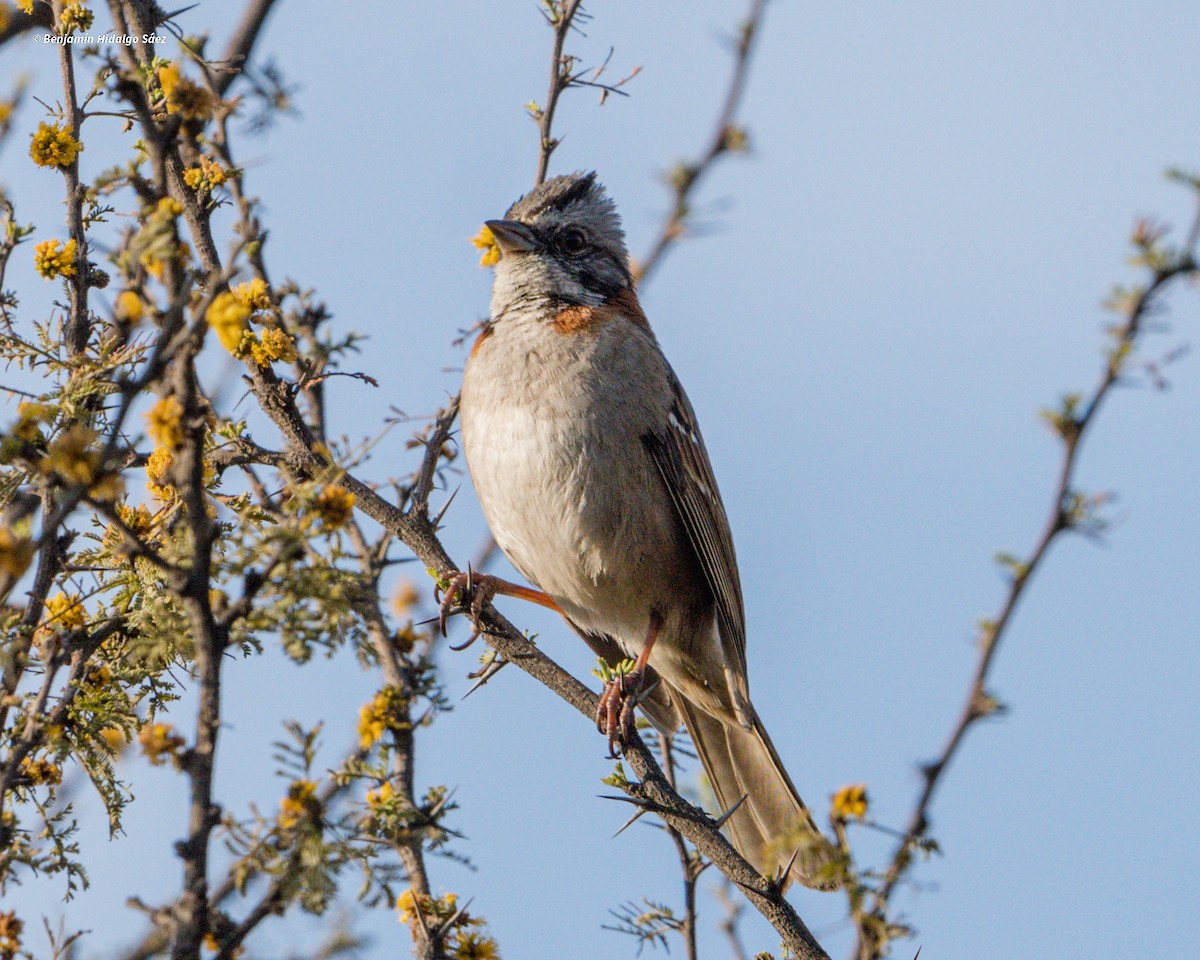 Rufous-collared Sparrow - ML617020929