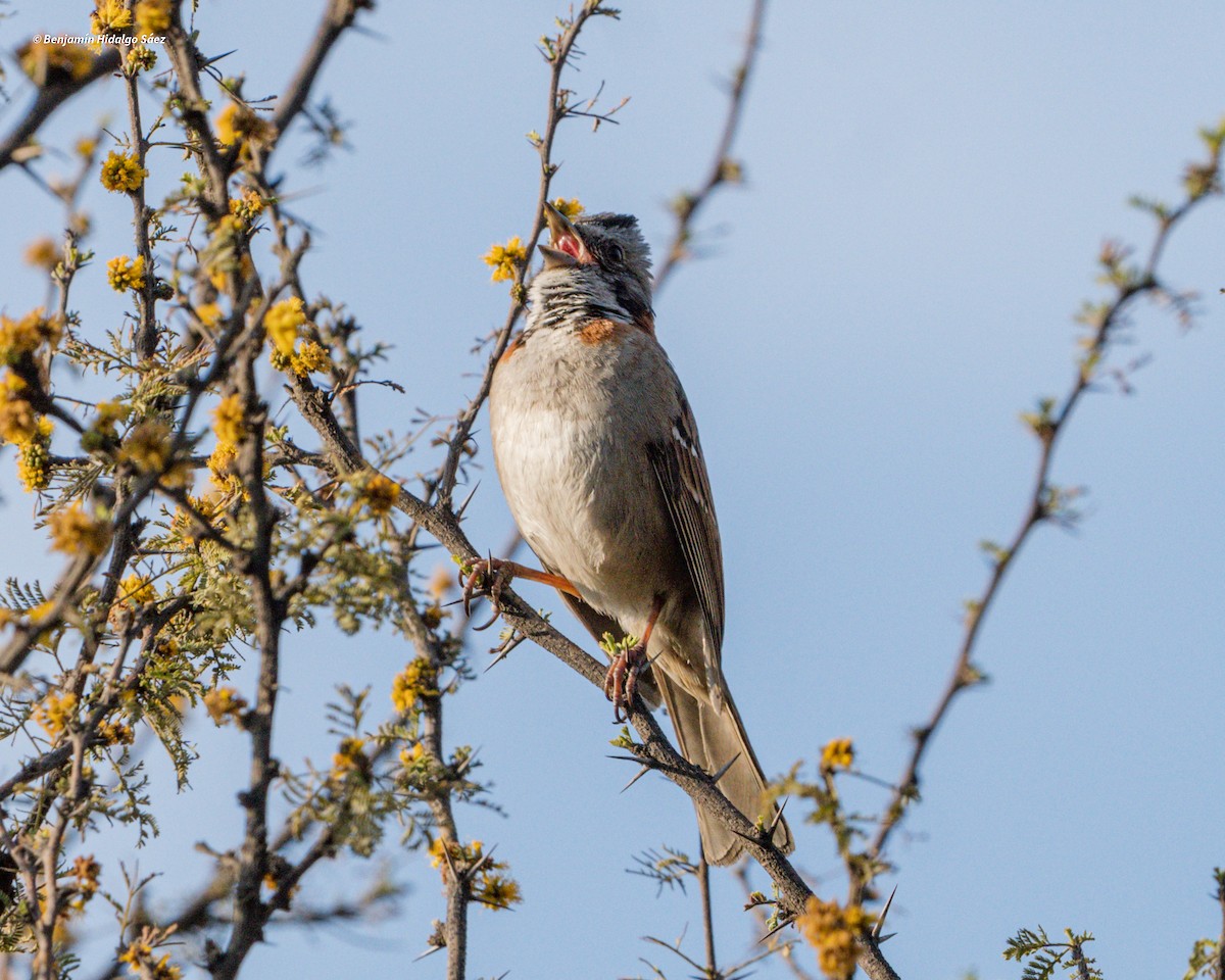 Rufous-collared Sparrow - ML617020930