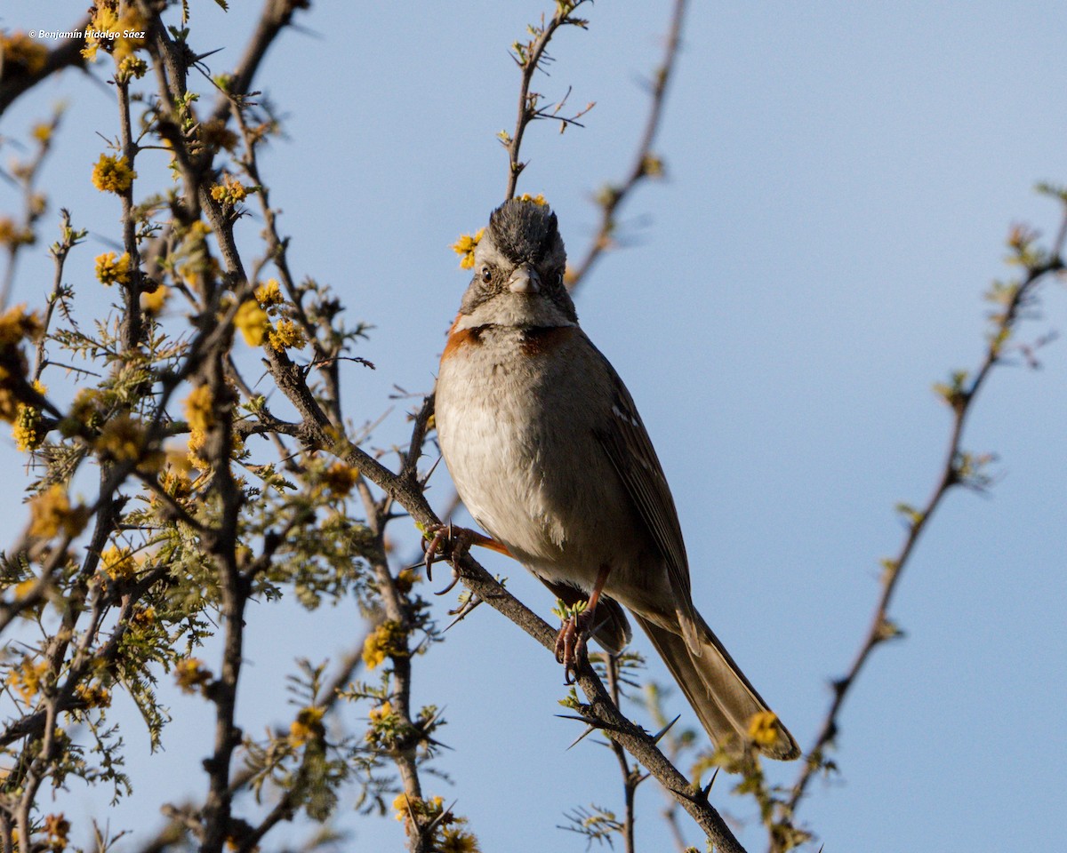 Rufous-collared Sparrow - ML617020931