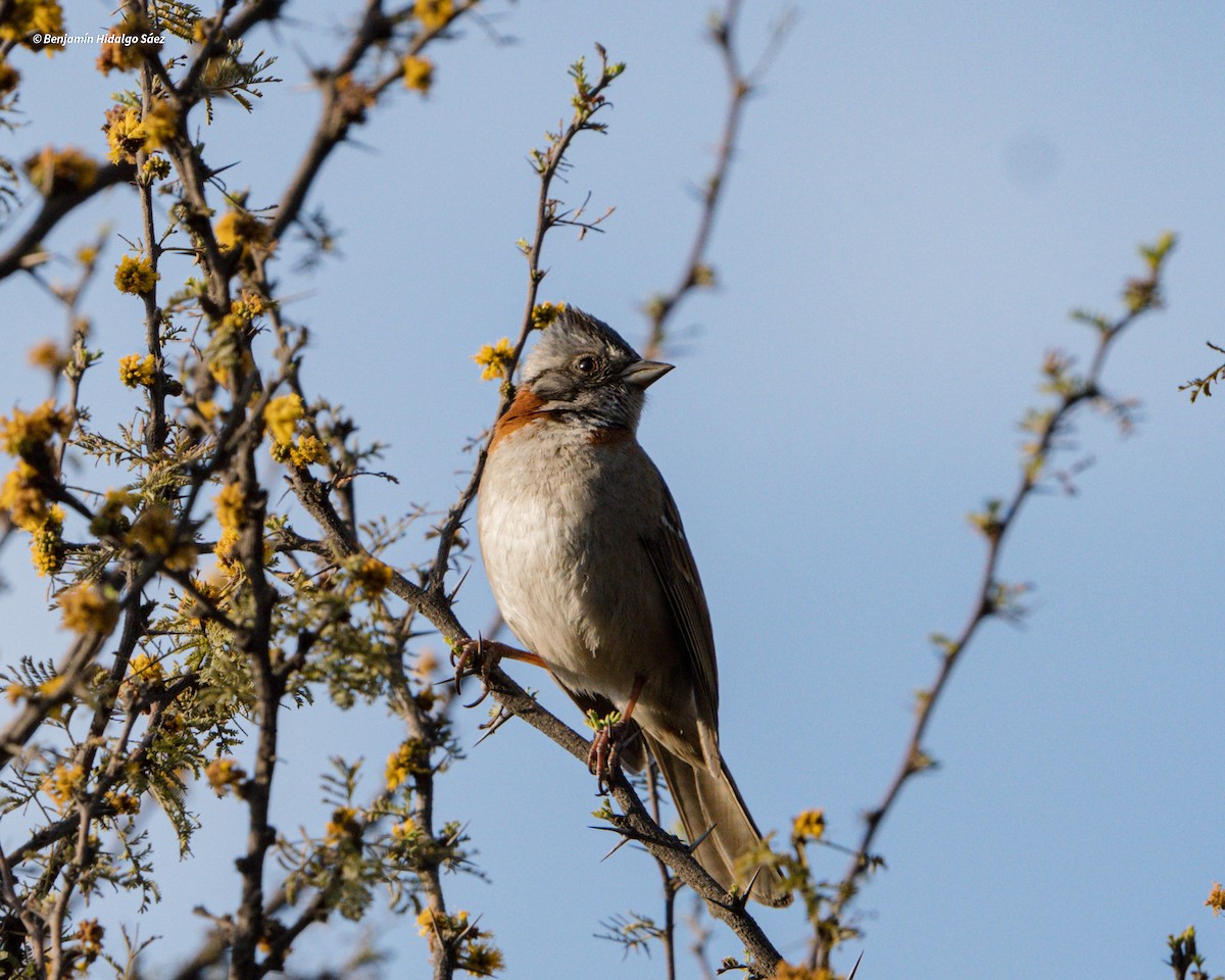 Rufous-collared Sparrow - ML617020932