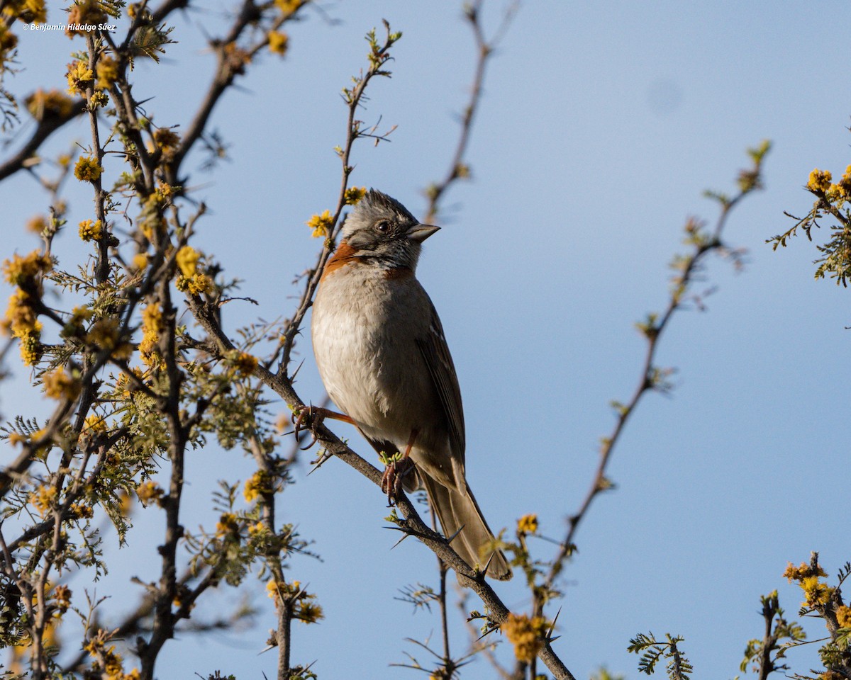 Rufous-collared Sparrow - Benjamín Hidalgo Sáez