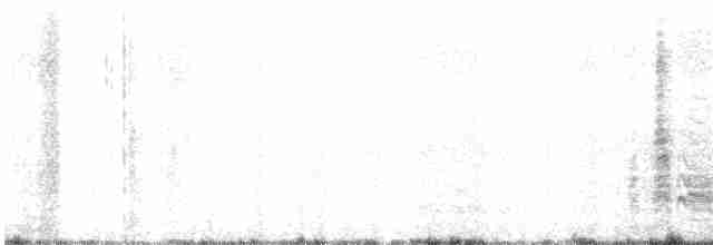 White-browed Babbler - ML617020958