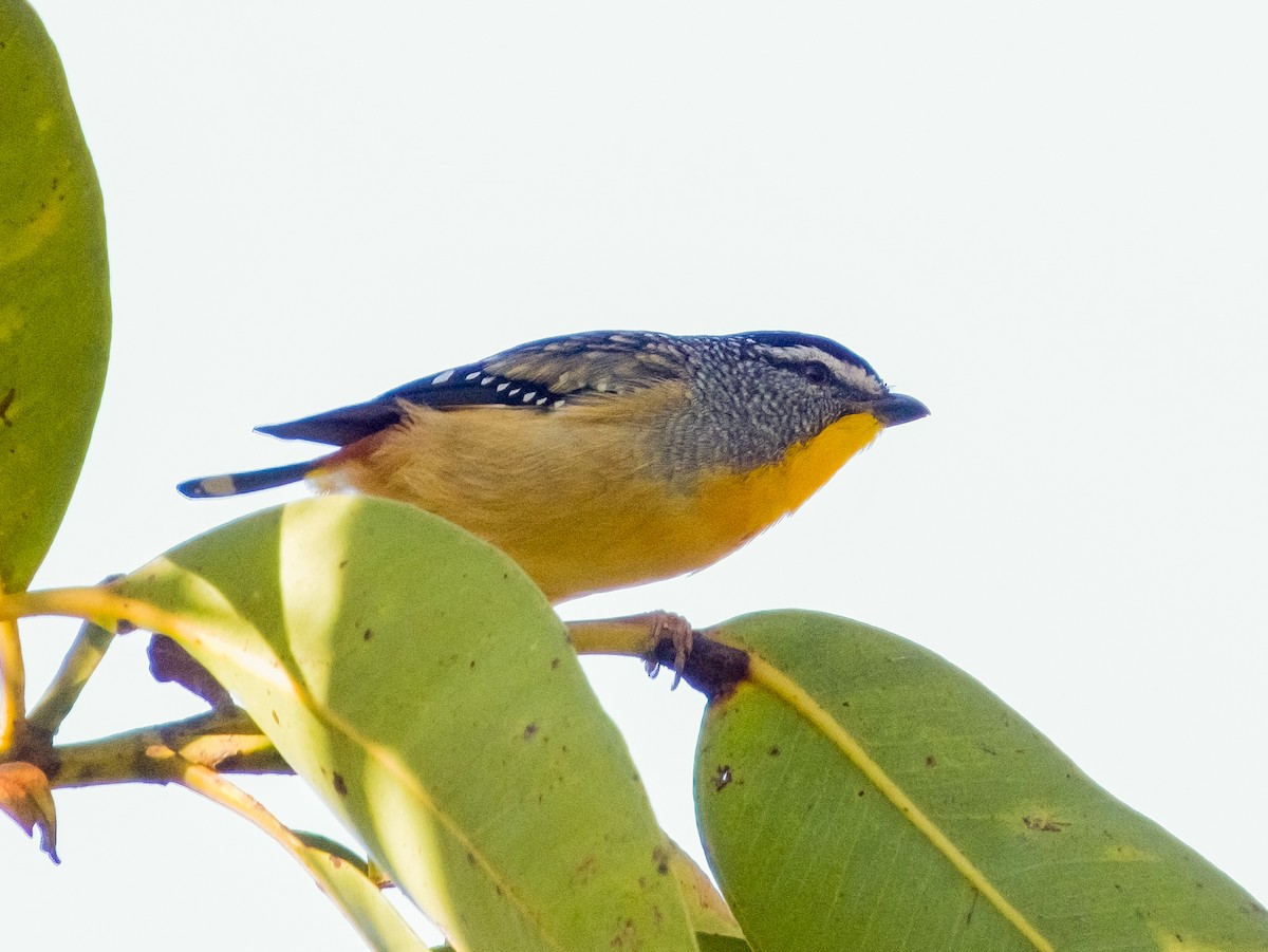 Spotted Pardalote - ML617021092