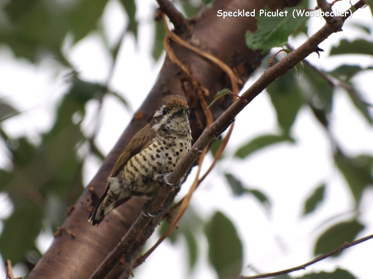Speckled Piculet - ML617021145