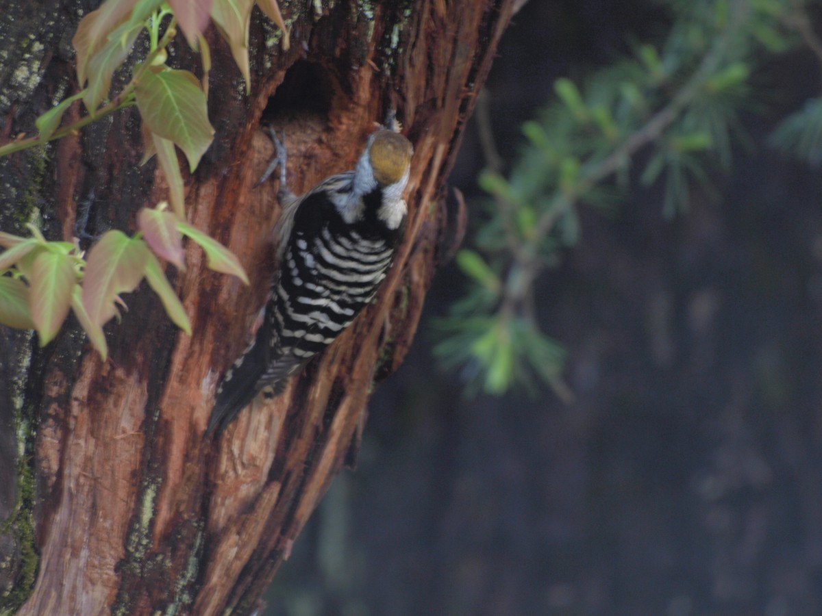 Brown-fronted Woodpecker - ML617021166