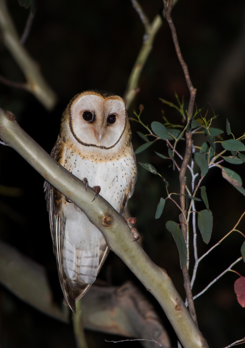 Australian Masked-Owl - ML617021196