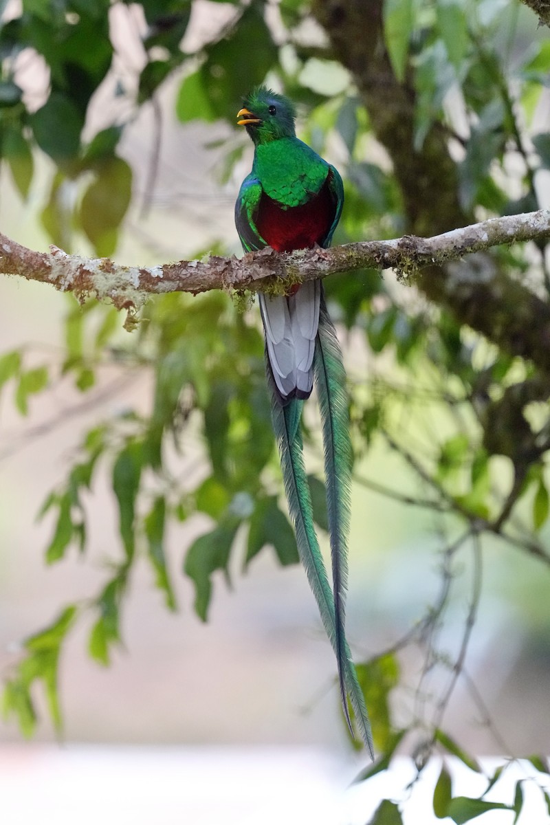 Resplendent Quetzal (Costa Rican) - Thomas Burns