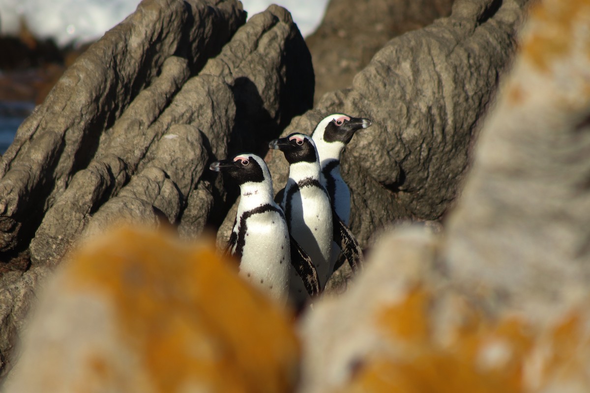 Pingüino de El Cabo - ML617021208