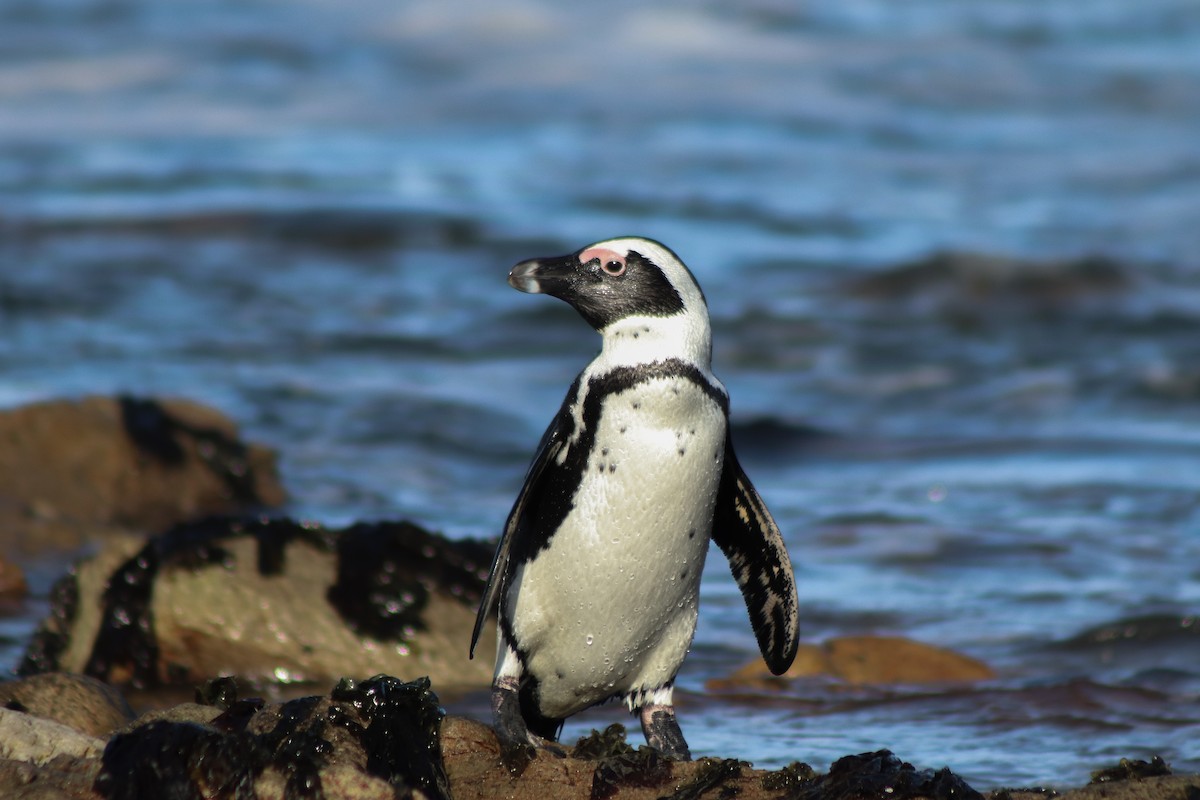 Pingüino de El Cabo - ML617021209