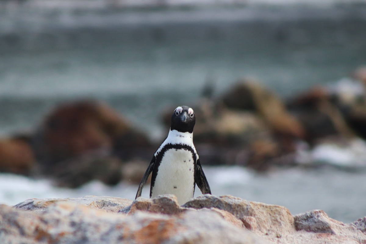 Pingüino de El Cabo - ML617021210