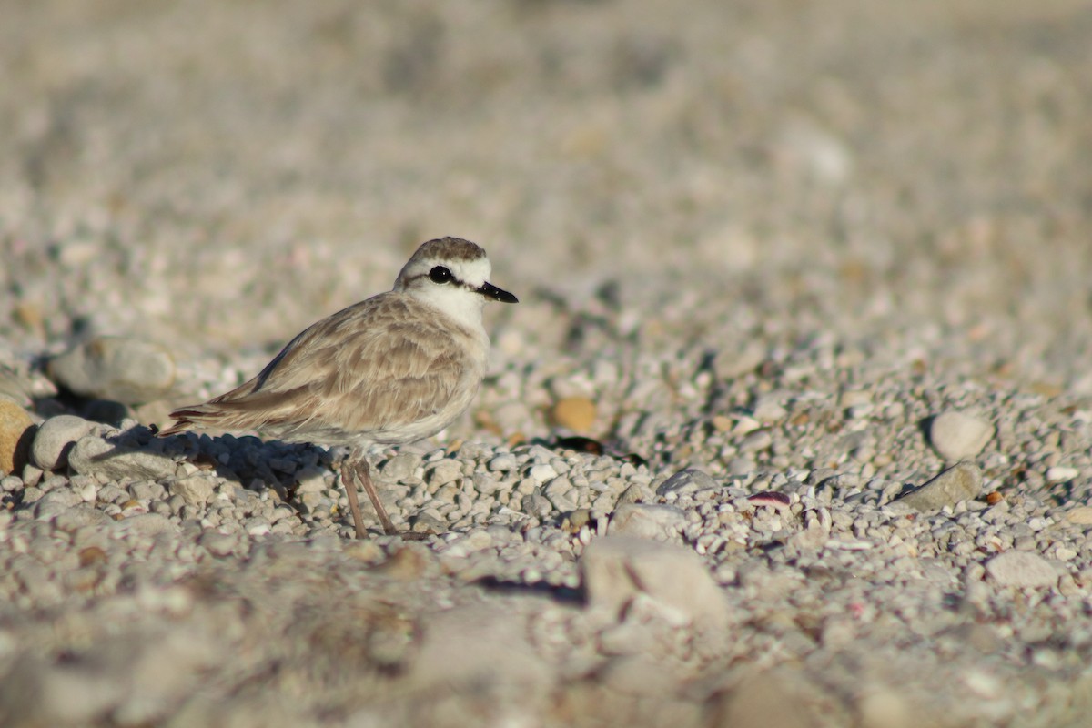 White-fronted Plover - ML617021228