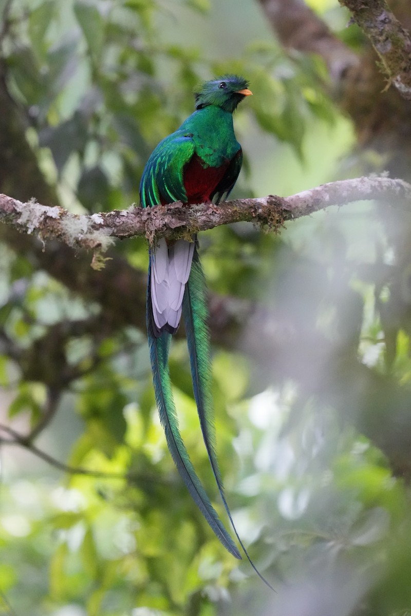 Resplendent Quetzal (Costa Rican) - ML617021297