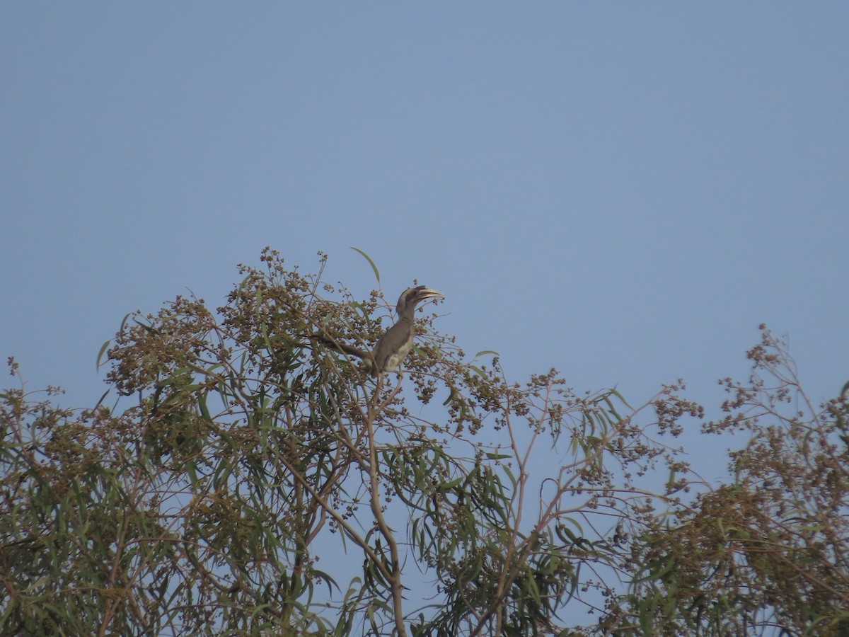 Indian Gray Hornbill - ML617021318
