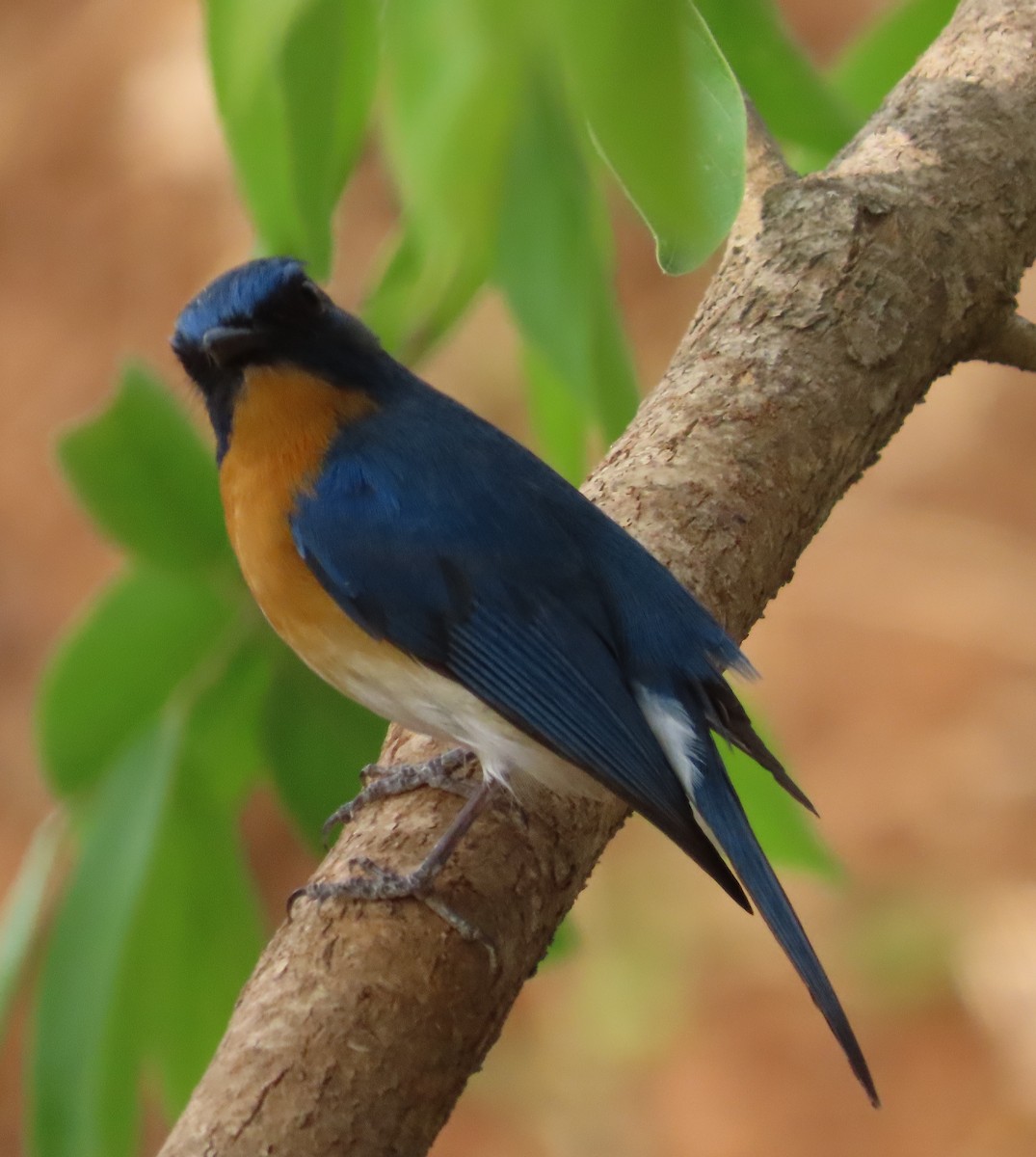 Tickell's Blue Flycatcher - Pushpa Suresh