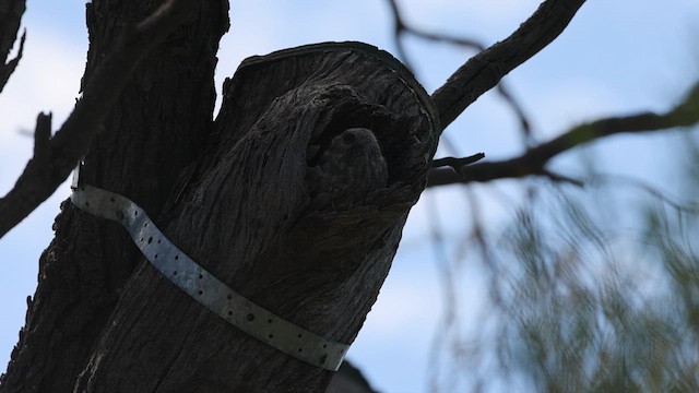 Australian Owlet-nightjar - ML617021382