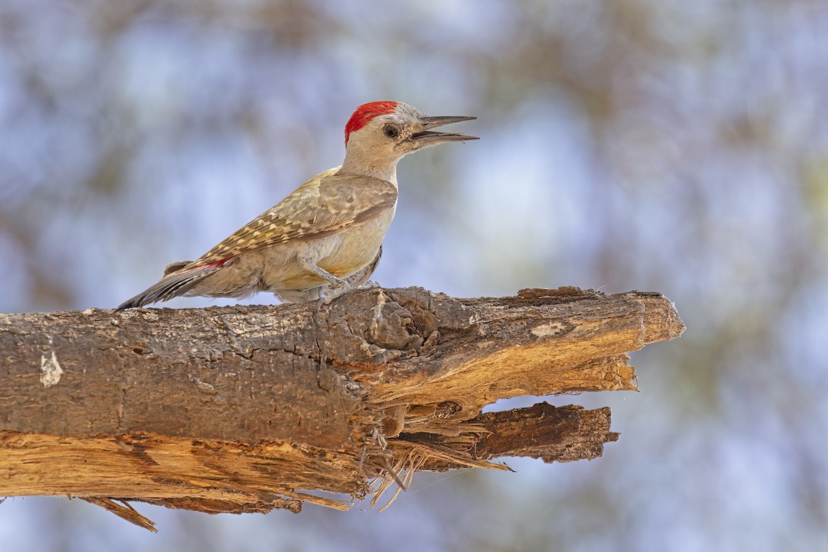 African Gray Woodpecker - ML617021576