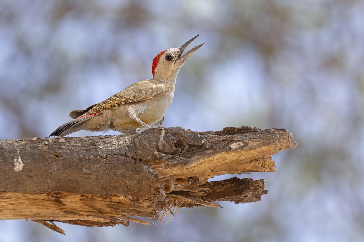 African Gray Woodpecker - ML617021577