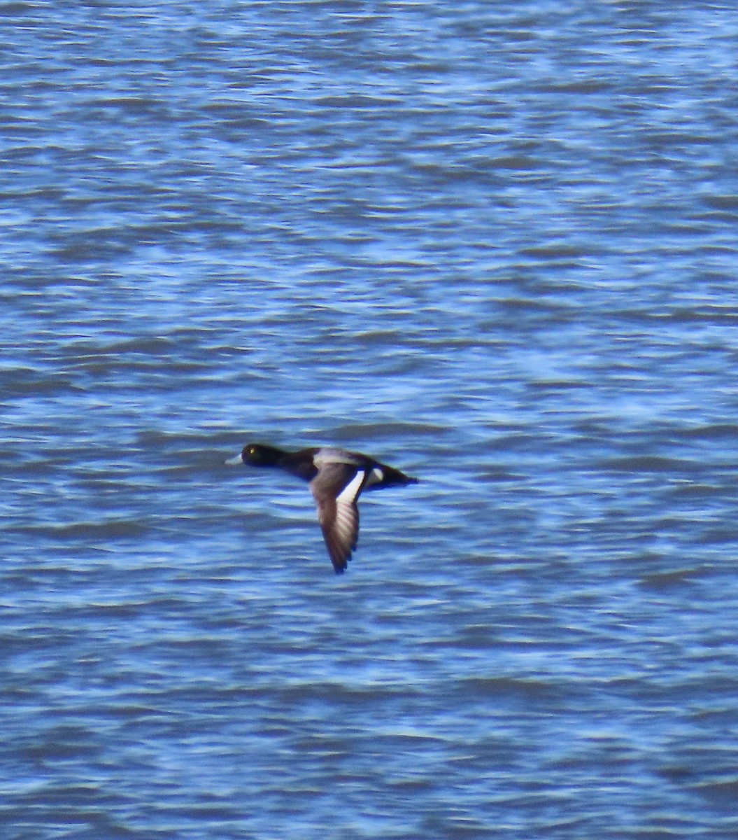 Greater Scaup - ML617021585