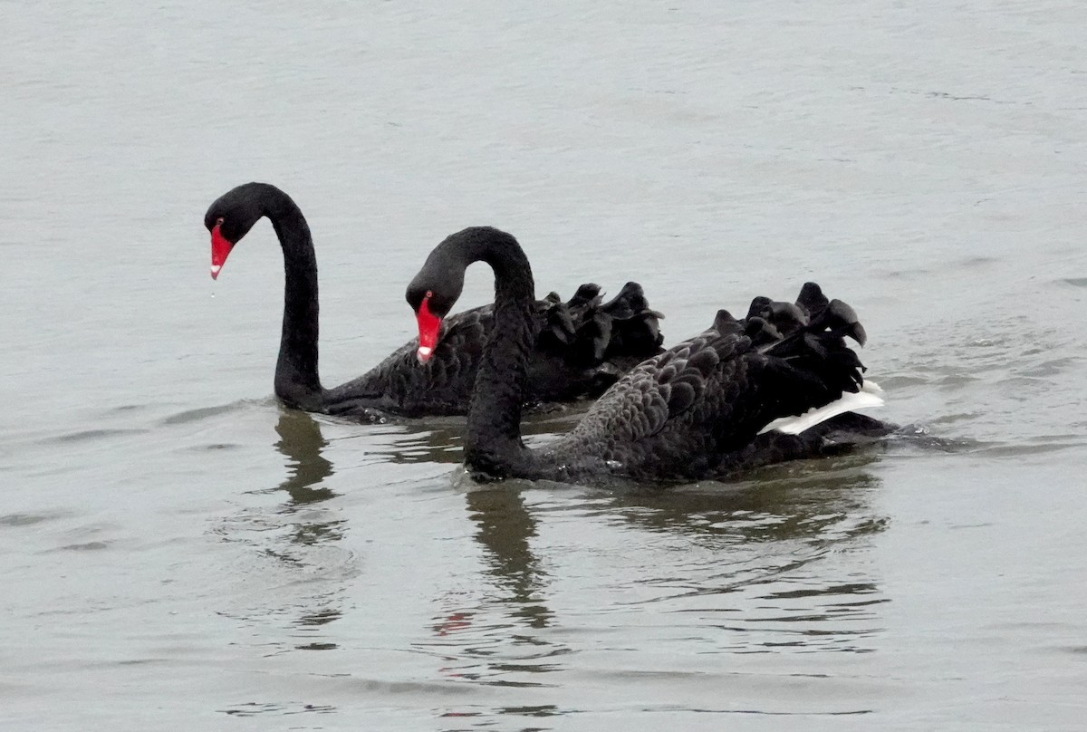 Black Swan - ML617021626