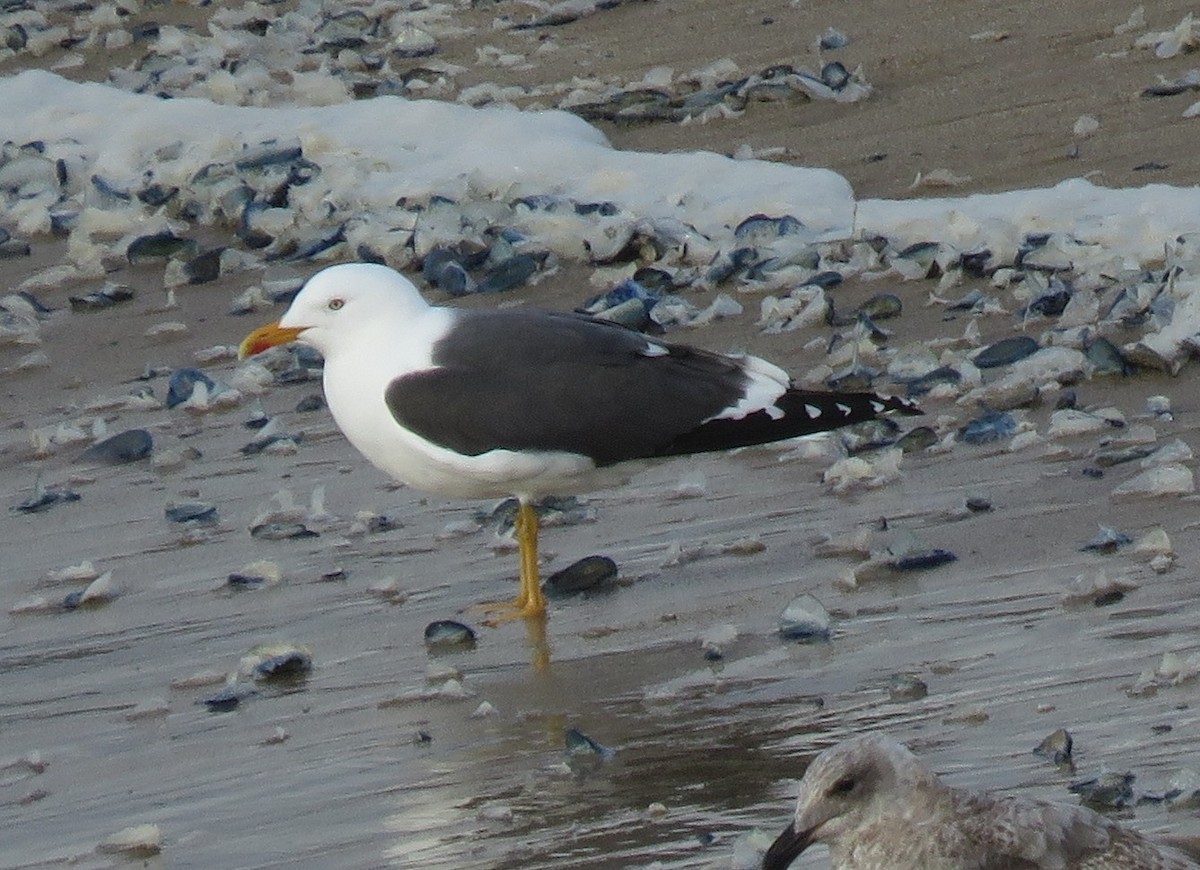 Lesser Black-backed Gull - Noah Arthur