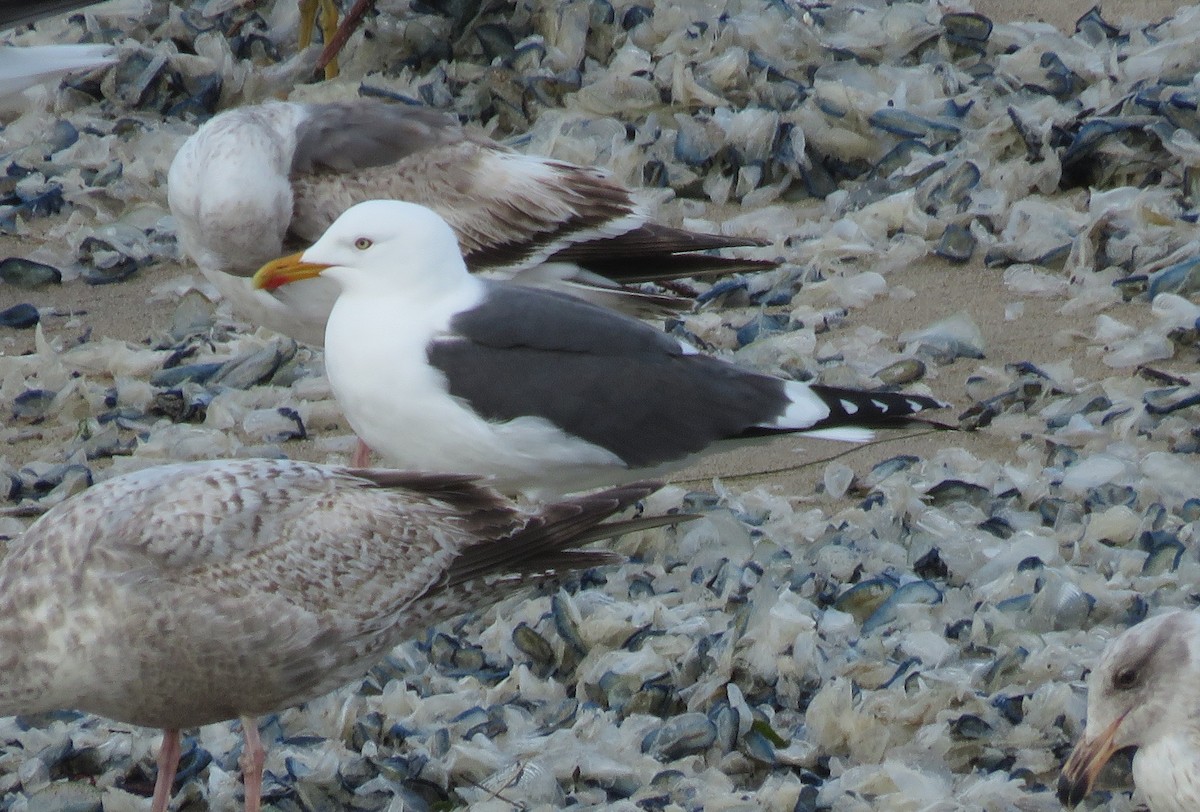 Lesser Black-backed Gull - Noah Arthur