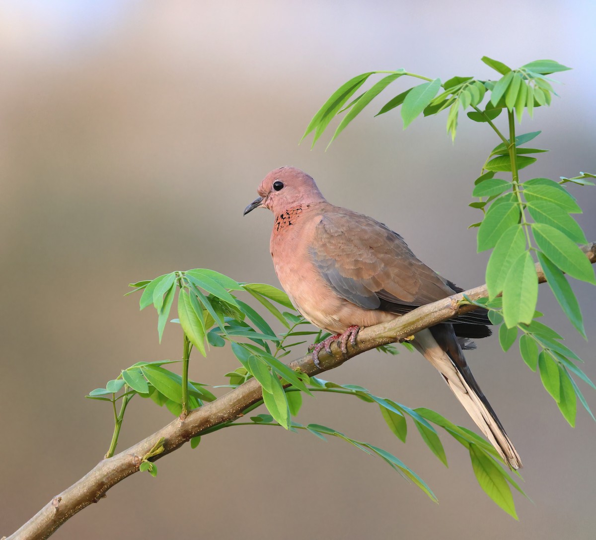 Laughing Dove - ML617021801