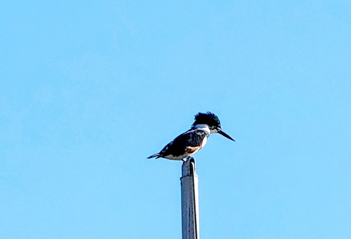 Belted Kingfisher - ML617021817