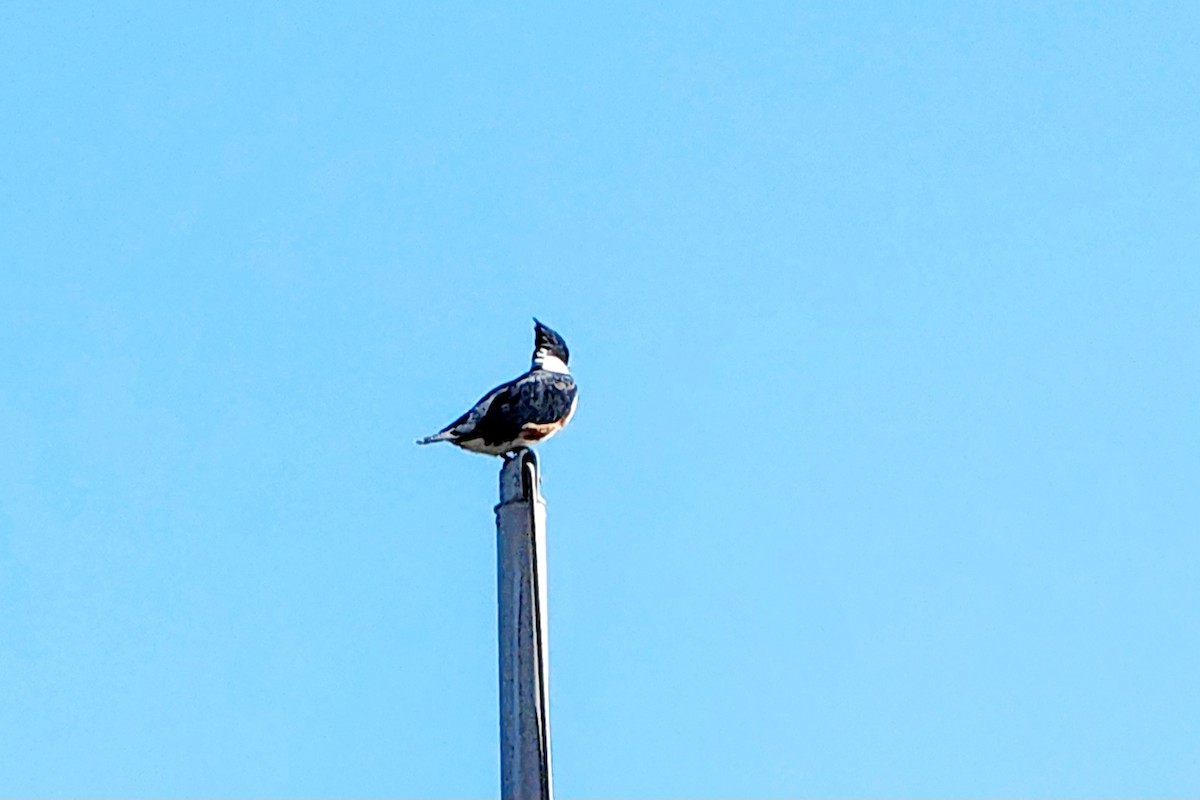 Belted Kingfisher - ML617021818