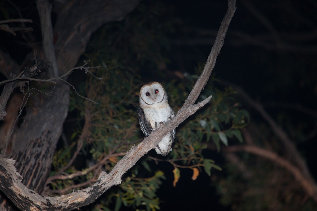 Australian Masked-Owl - ML617021893