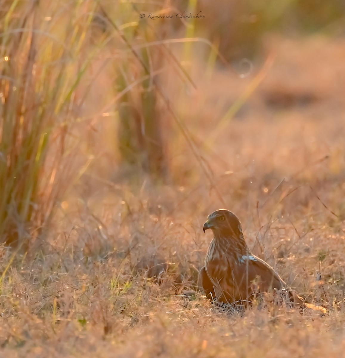 Eastern Marsh Harrier - Kumaresan Chandrabose