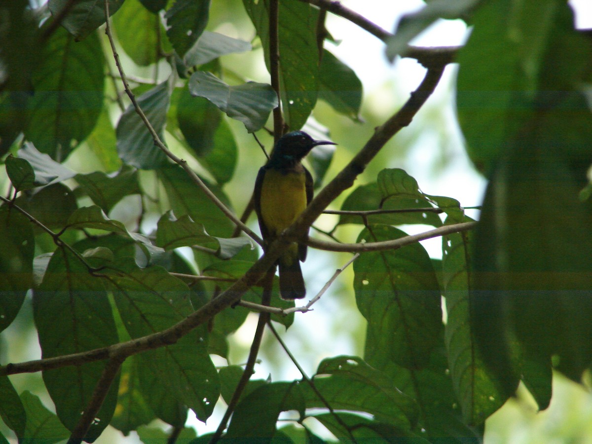 Brown-throated Sunbird - ML617021968