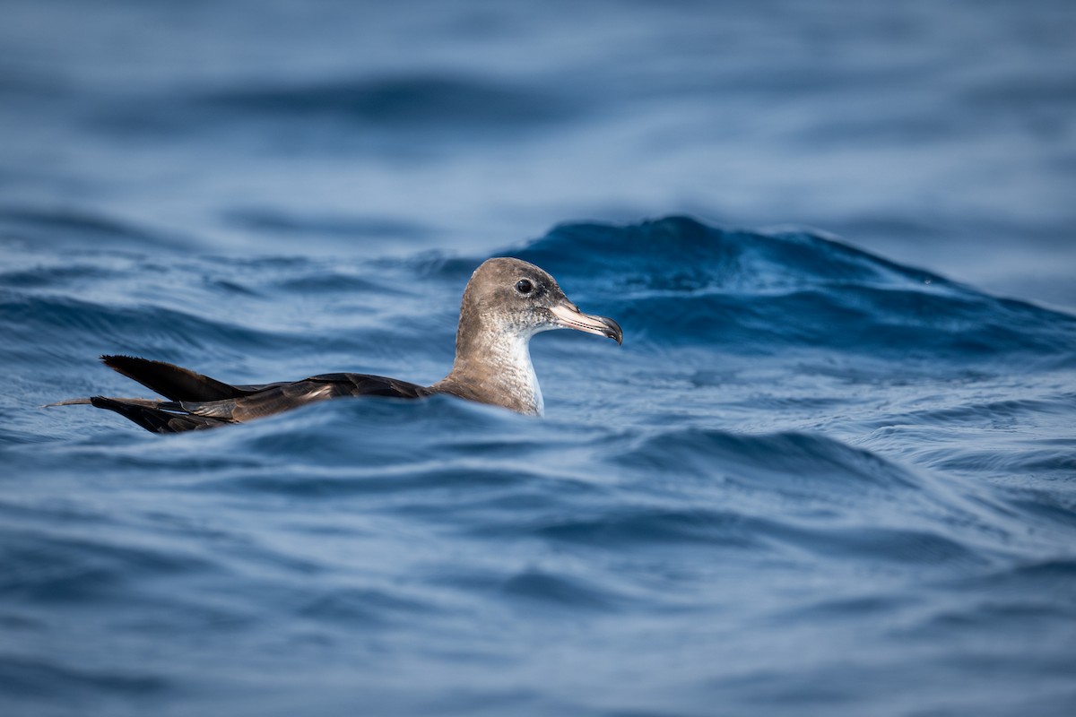 Pink-footed Shearwater - ML617022000