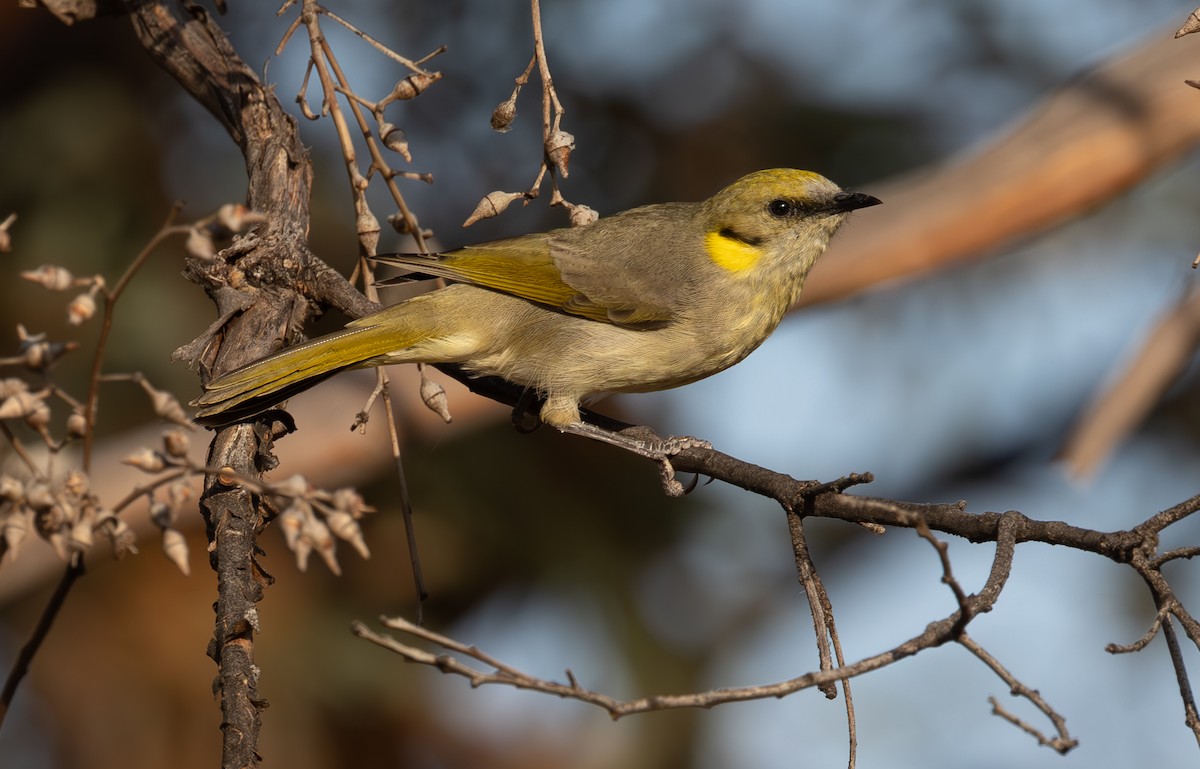 Gray-fronted Honeyeater - shorty w