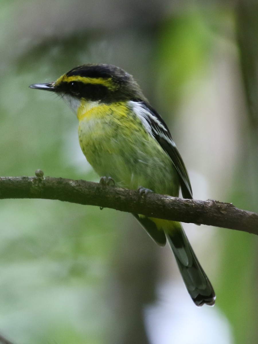 Yellow-breasted Boatbill - ML617022127