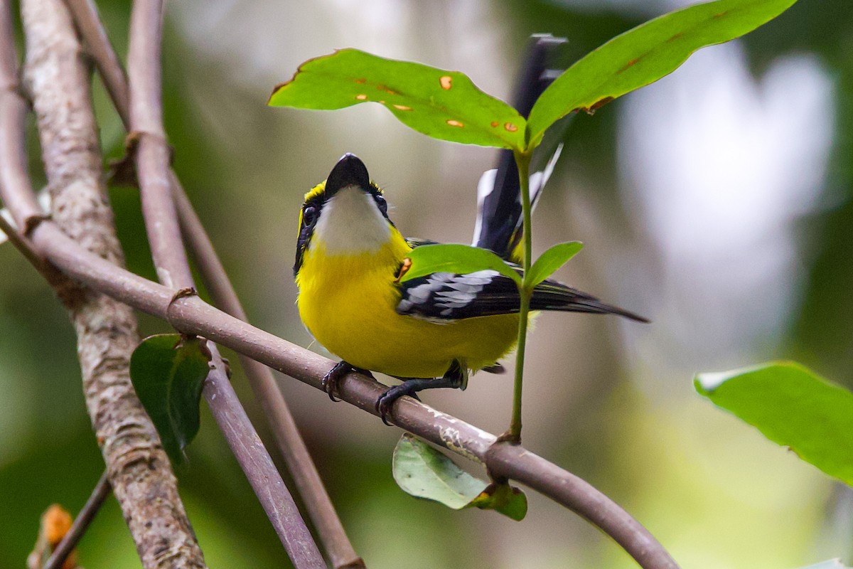 Yellow-breasted Boatbill - ML617022129