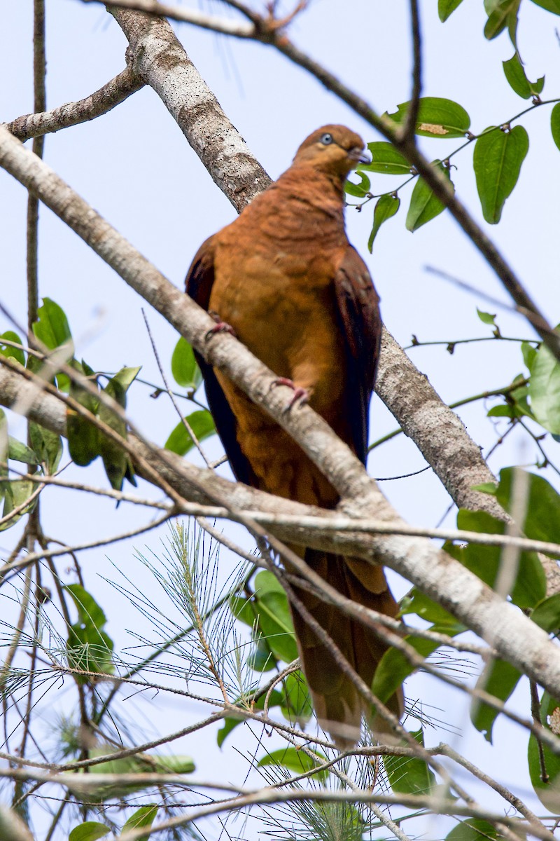 Brown Cuckoo-Dove - ML617022147