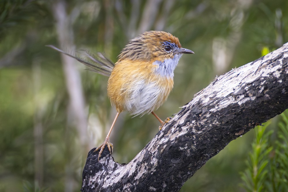 Southern Emuwren - Ron` Waters