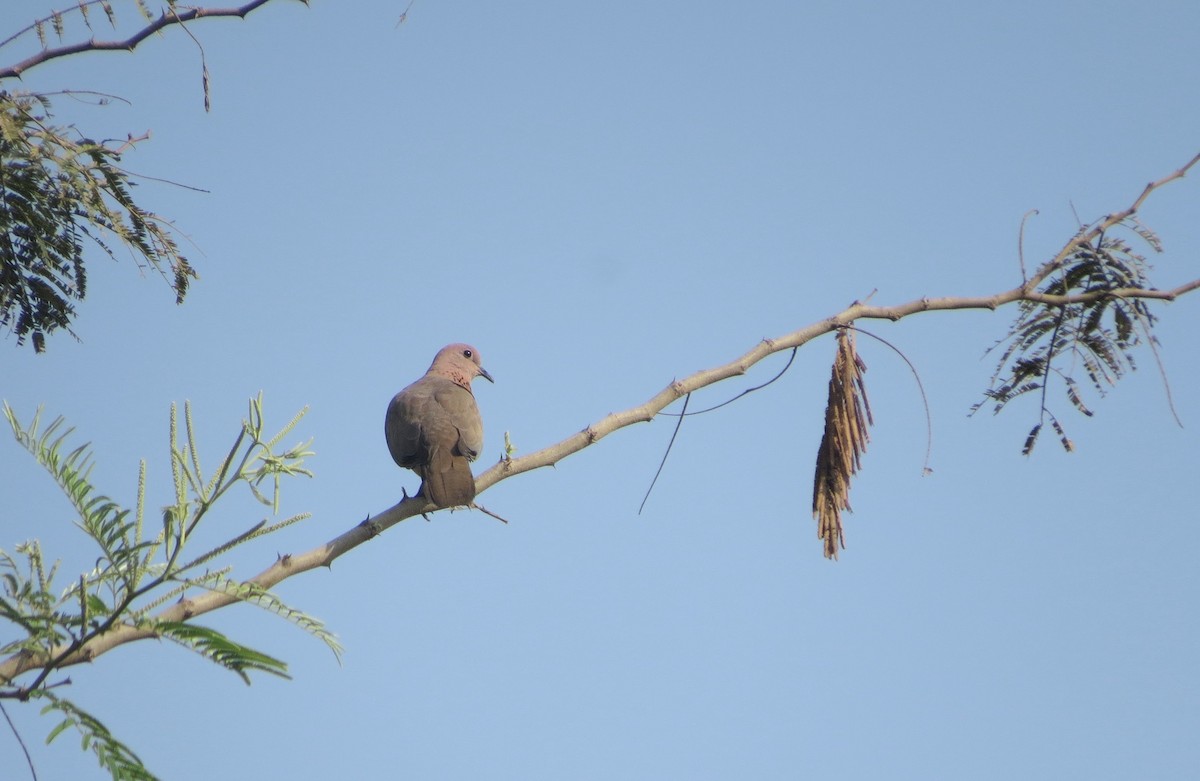 Laughing Dove - ML617022237
