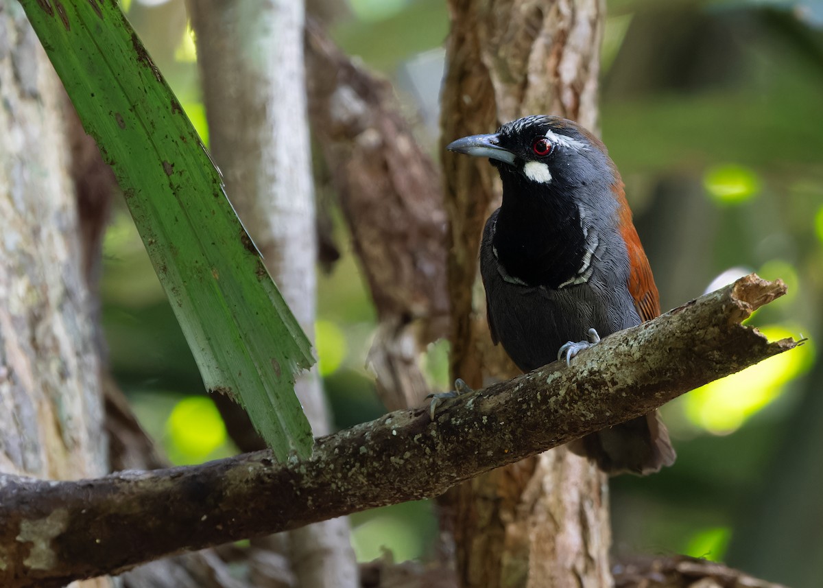 Black-throated Babbler - Ayuwat Jearwattanakanok