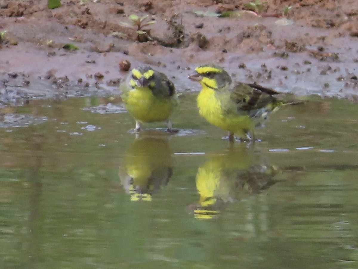 Yellow-fronted Canary - ML617022460