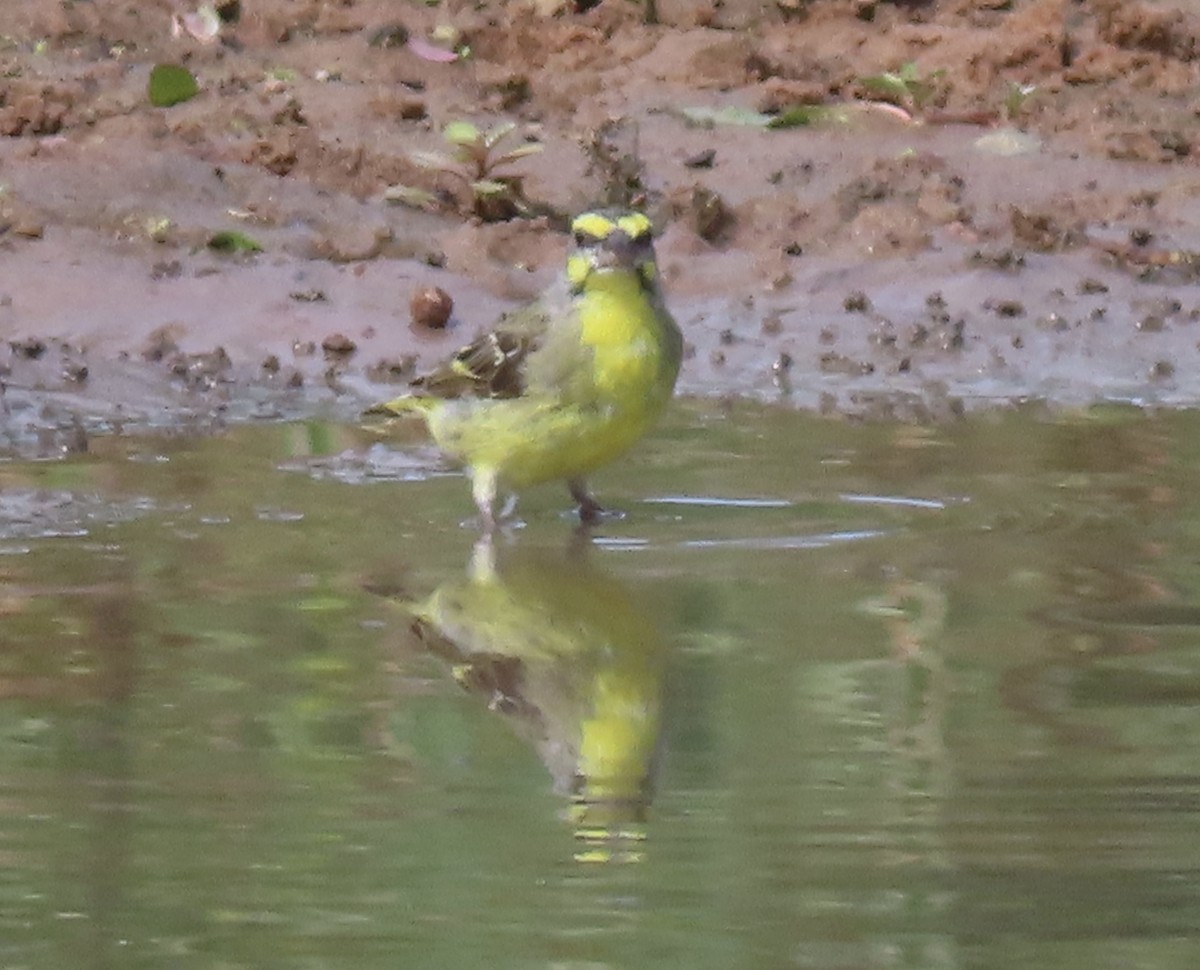 Yellow-fronted Canary - Patricia Ayres