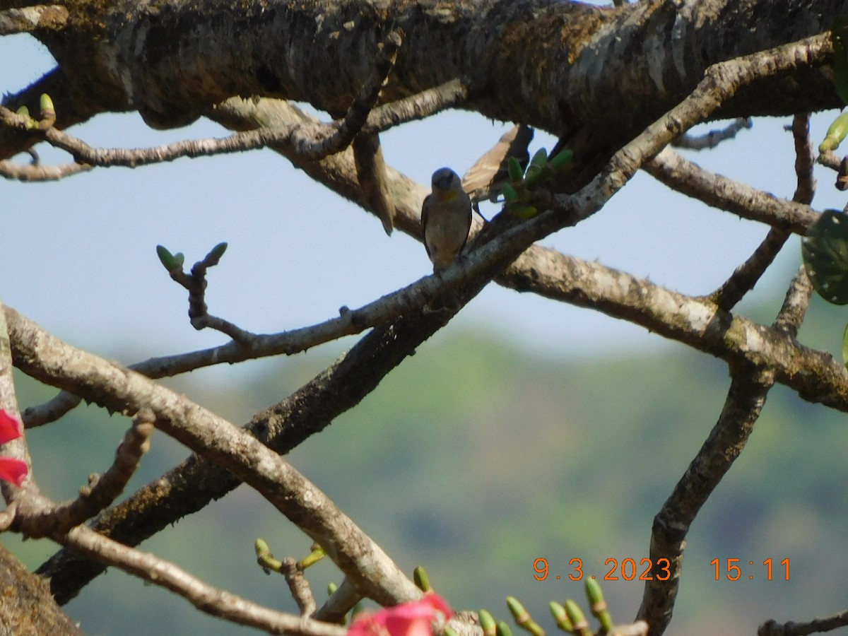 Yellow-throated Sparrow - Sushant Pawar