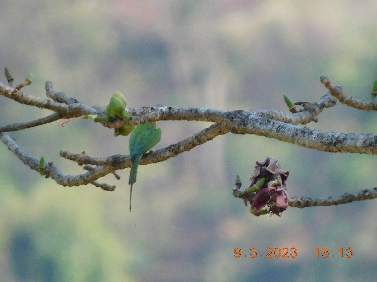 Asian Green Bee-eater - ML617022541