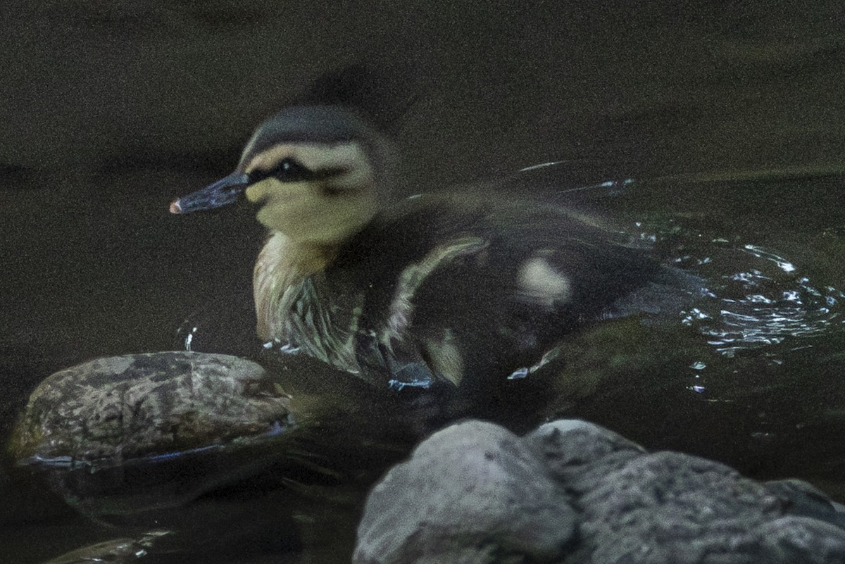 Ebird Checklist - 6 Apr 2024 - Lower Arroyo Seco - 51 Species (+5 Other 