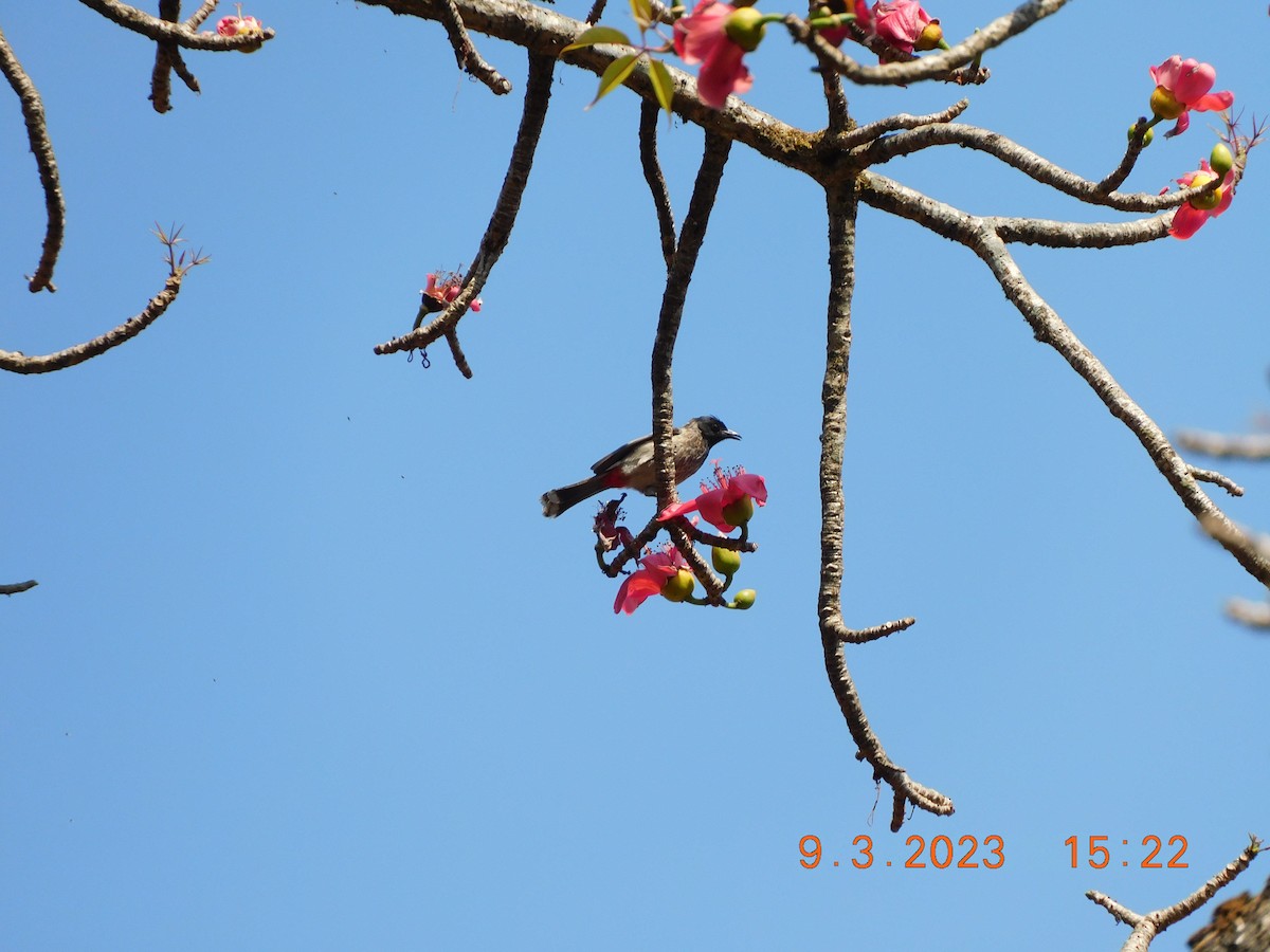 Red-vented Bulbul - ML617022768