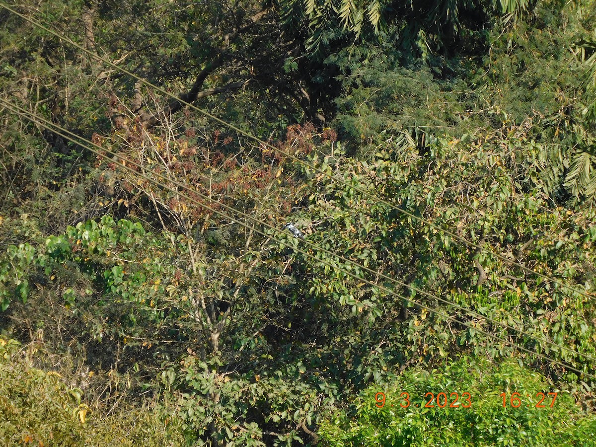 Pied Kingfisher - Sushant Pawar