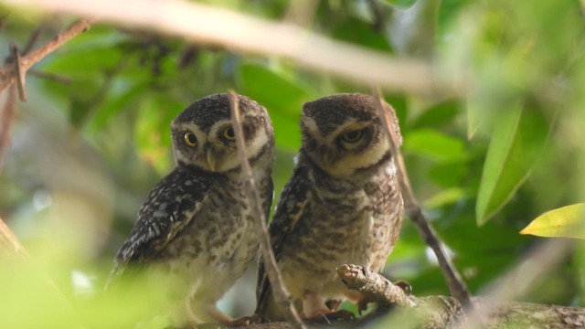 Spotted Owlet - ML617022984
