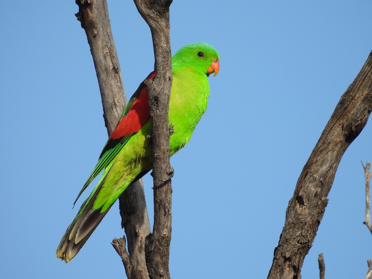 Папужець-червонокрил австралійський - ML617023217