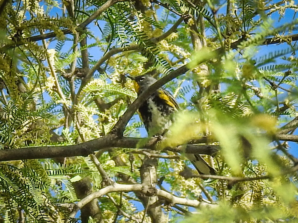 Yellow-rumped Warbler (Audubon's) - ML617023322